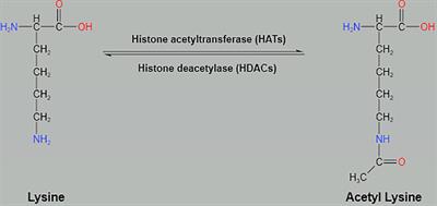 Potential of histone deacetylase inhibitors for the therapy of ovarian cancer